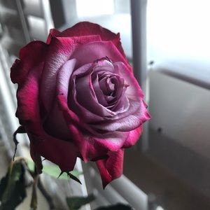 Meet your Posher, Peri